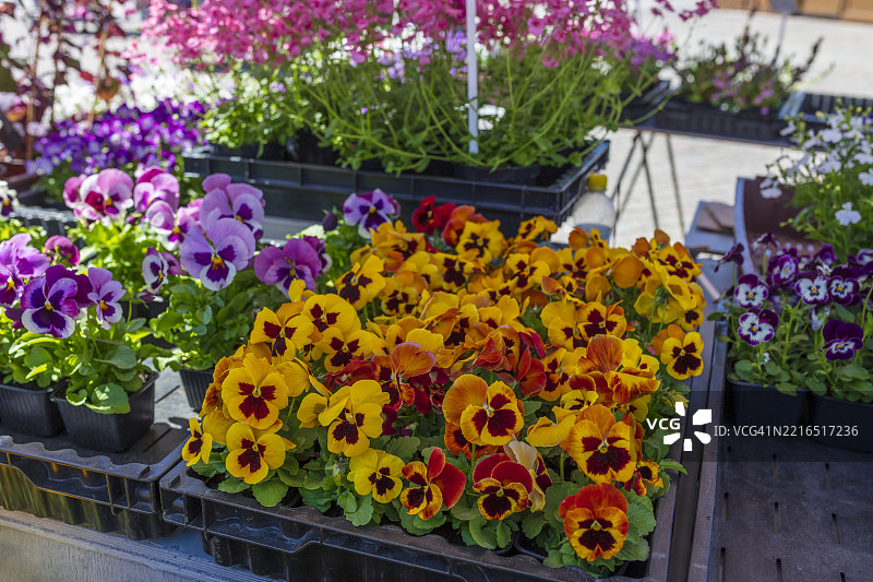 花园三色堇，花朵，市场摊位，图尔库市场广场图片素材