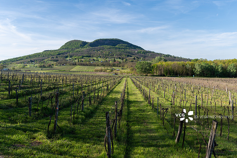 巴达乔尼山下的春季葡萄园行列图片素材