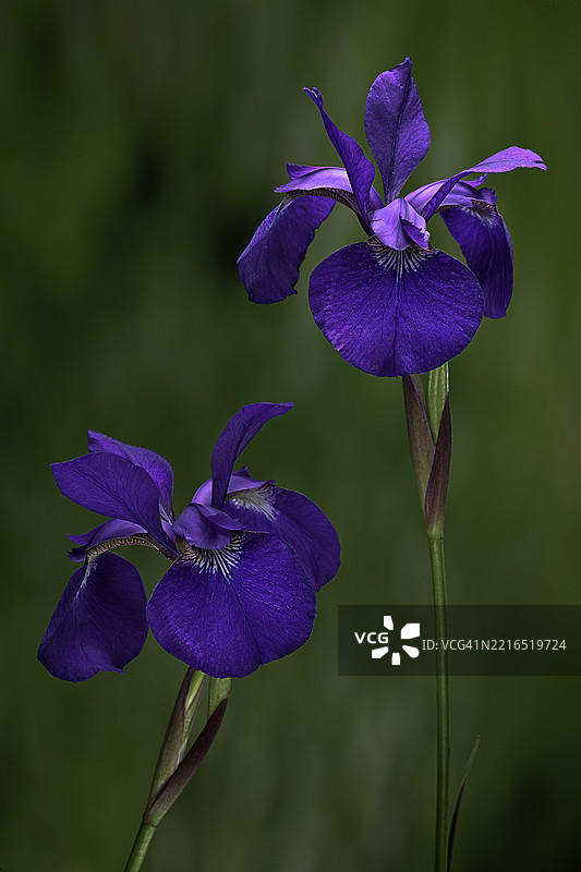 西伯利亚鸢尾 '黑暗欲望' (西伯利亚鸢尾，西伯利亚旗)图片素材