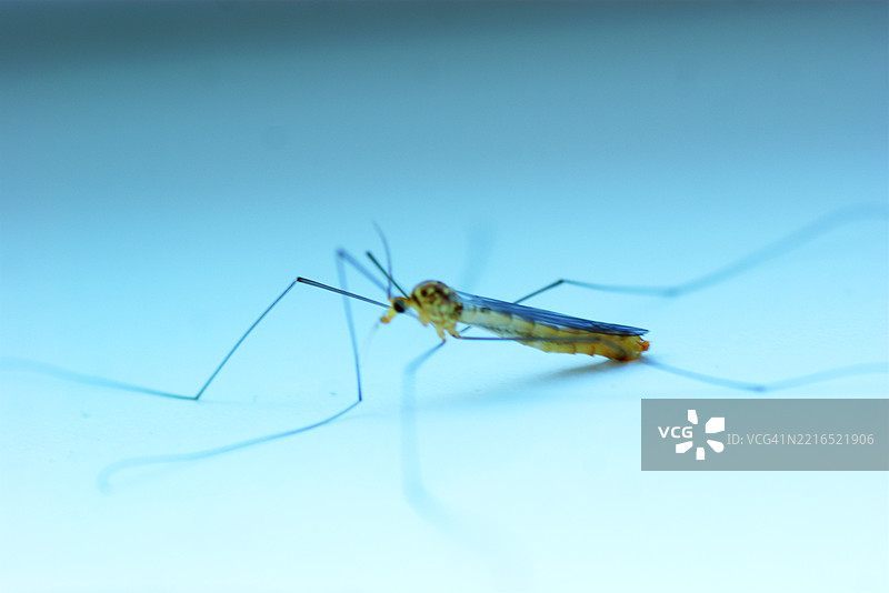 鹤蝇 _ 蝇科图片素材