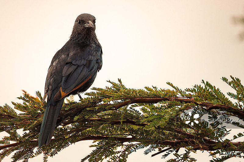 红翅椋鸟栖息在南非的刺槐树枝上图片素材