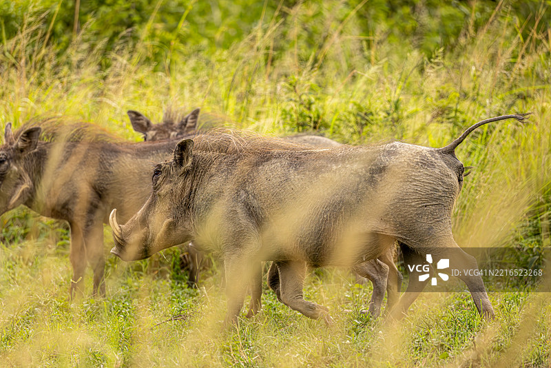 南非的疣猪家庭在移动图片素材