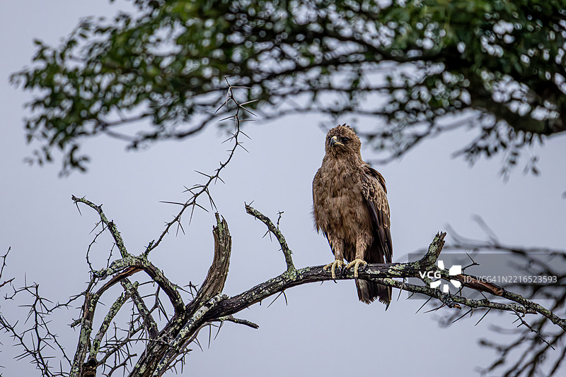 棕色鹰栖息在南非的荆棘树上图片素材
