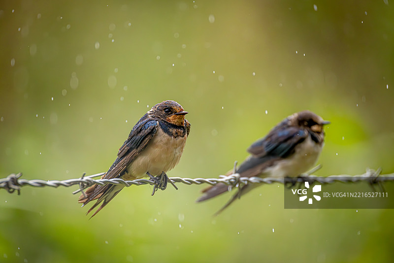 南非的雨中燕子图片素材