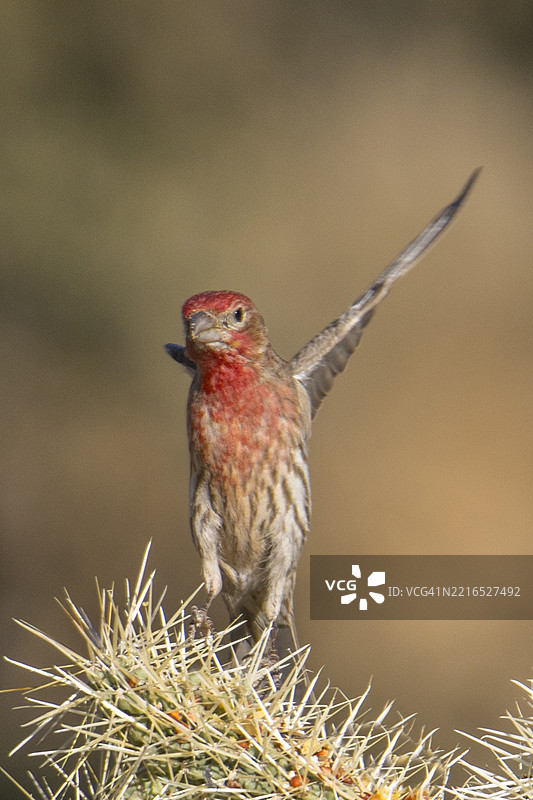雄性屋雀降落在仙人掌上图片素材