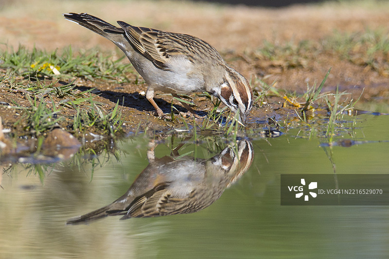 云雀雀在饮水时的倒影图片素材