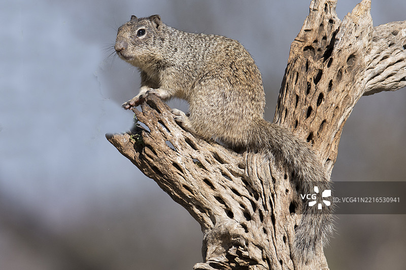 树上的圆尾地松鼠图片素材