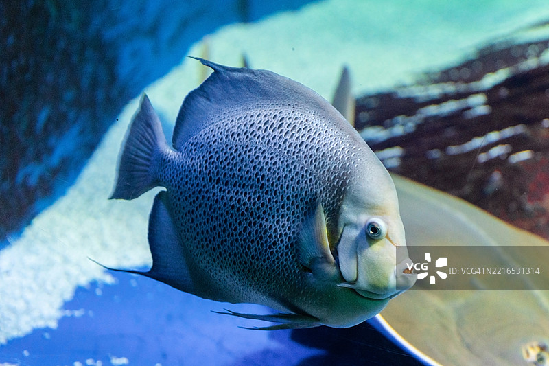 特写的天使灰色天使鱼在海底游泳图片素材
