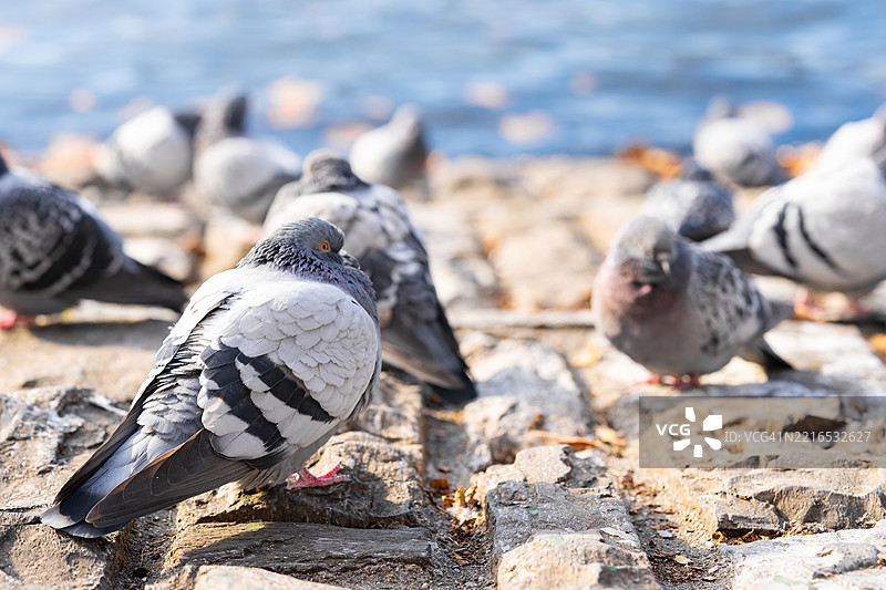 岩鸽，岩鸽或印度鸽，鸟类家族的一员图片素材