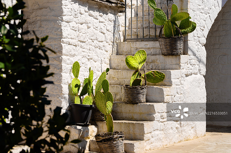 石阶上的篮子里放着仙人掌植物图片素材