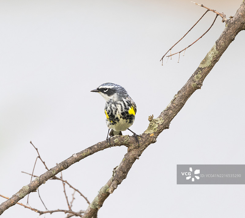 啄木鸟栖息在树枝上的特写，肯塔基州列克星敦，美国图片素材