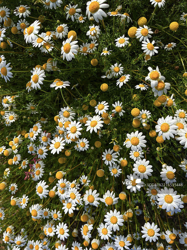 从高处俯瞰意大利撒丁岛的白色雏菊花田图片素材