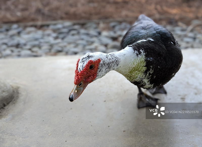穆斯科维鸭在人行道上栖息的特写镜头图片素材