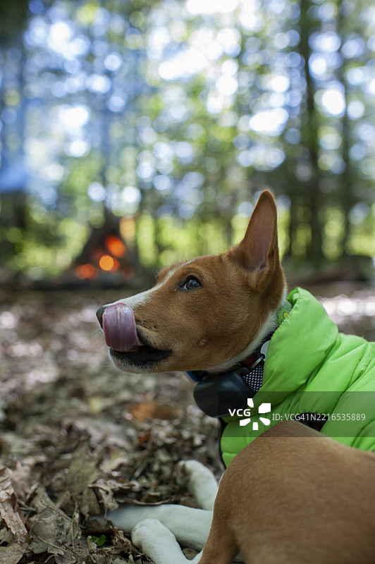 阳光明媚的夏日，巴森吉犬在公园的草地上躺着，乌克兰图片素材