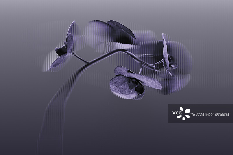 带有折射和分形玻璃效果的兰花3D渲染图图片素材