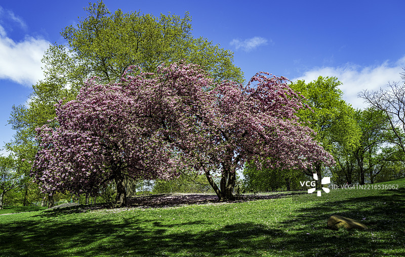 纽约市公园里的樱花树景观，纽约州，美国图片素材