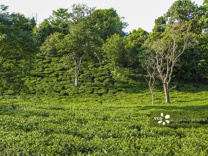 森林中生长的树木图片素材