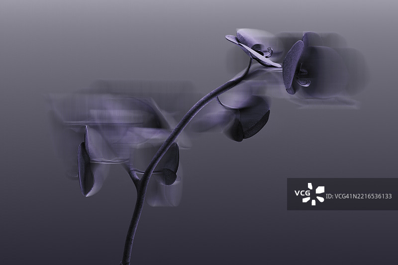 3D渲染的兰花，带有折射和分形玻璃效果图片素材