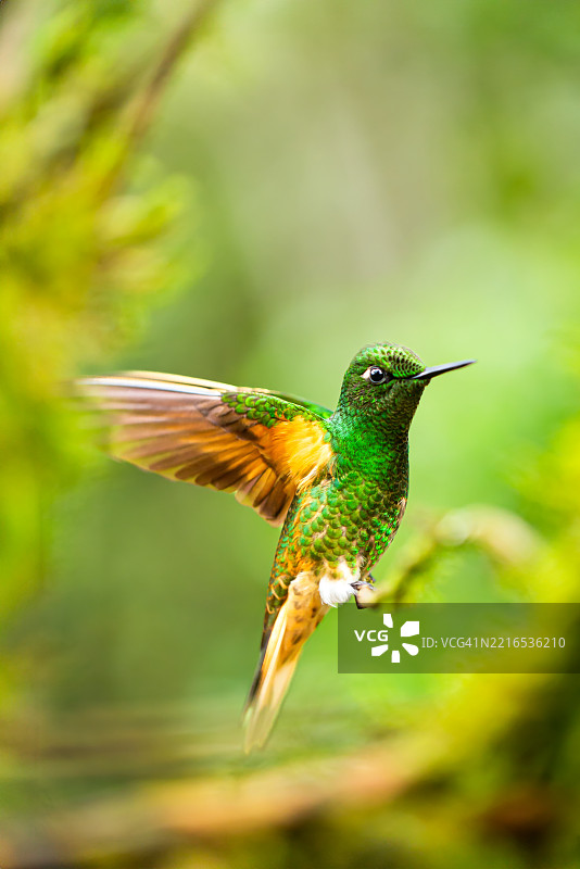 热带鸟类飞翔的特写镜头图片素材