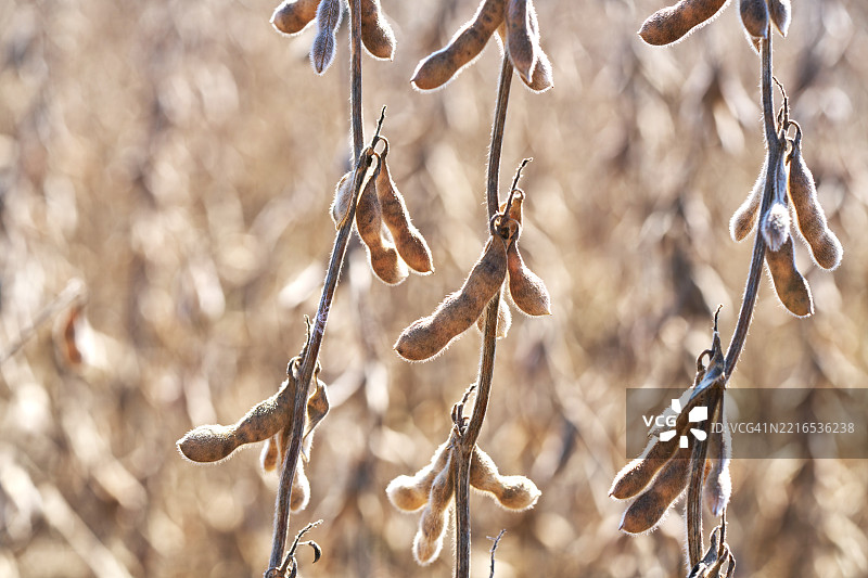 有机农场环境中新鲜大豆植物的特写，豆荚饱满图片素材