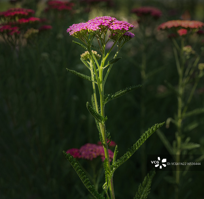 佛罗里达州埃尔克顿的粉色开花植物特写图片素材