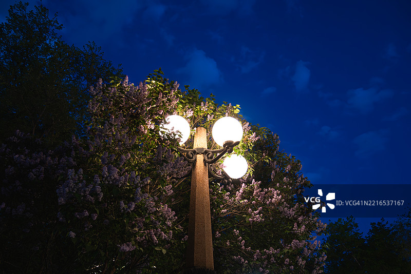 低角度视图下，照亮的树木与蓝天相映，哈萨克斯坦，阿拉木图图片素材