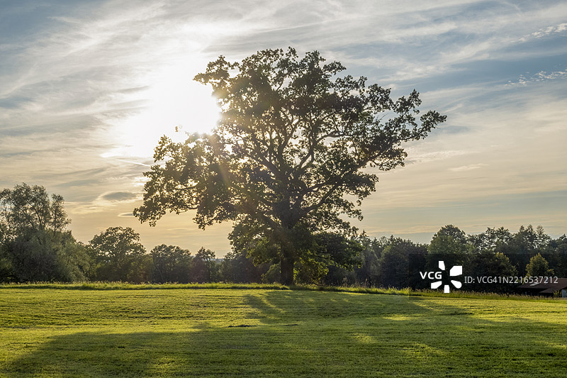日落时分，巴伐利亚州伊夫尔多夫的奥斯特湖附近草地上的树木，伴随着氛围光线。图片素材