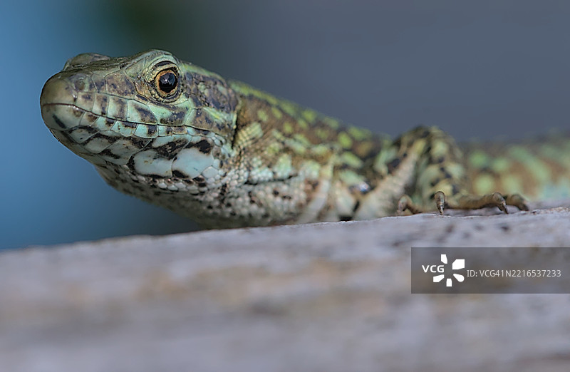蜥蜴特写镜头图片素材