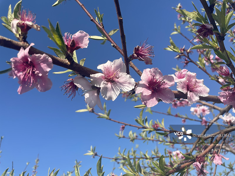 低角度视图的桃花与天空，克劳福德县，乔治亚州图片素材