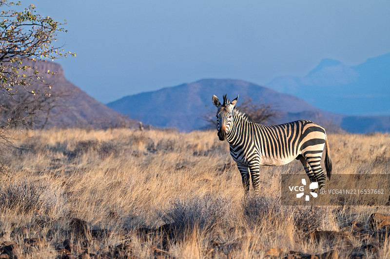 侧面视角的平原山斑马站在草地上图片素材