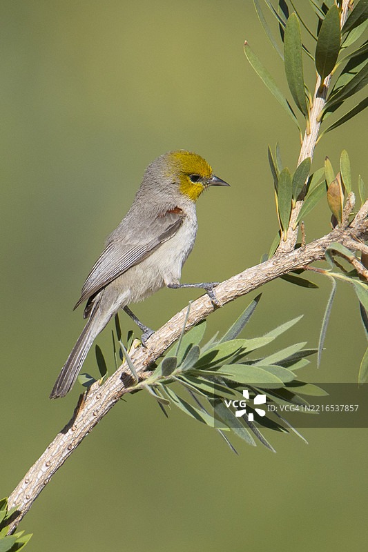 雄性维尔丁鸟栖息在枝头图片素材