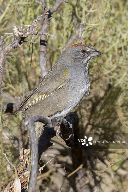 绿尾雀栖息图片素材