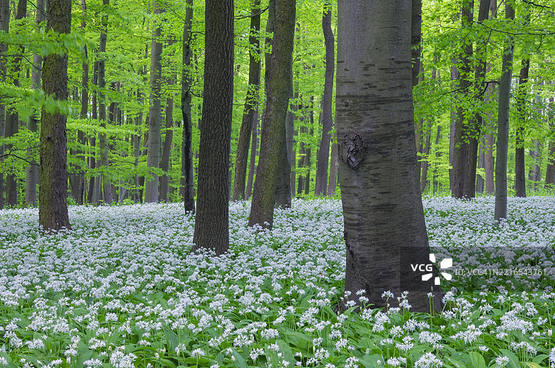 德国海尼希国家公园的山毛榉树森林中盛开的野蒜图片素材
