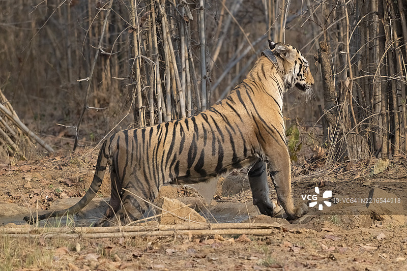 老虎（美洲虎属），孟加拉虎或印度虎，大型猫科动物（豹亚科），食肉动物（食肉目），极度濒危，GPS追踪项圈，爬出水坑，竹子，塔多巴国家公园，虎保护区，马哈拉施特拉邦，昌德拉普尔，印度，亚洲图片素材
