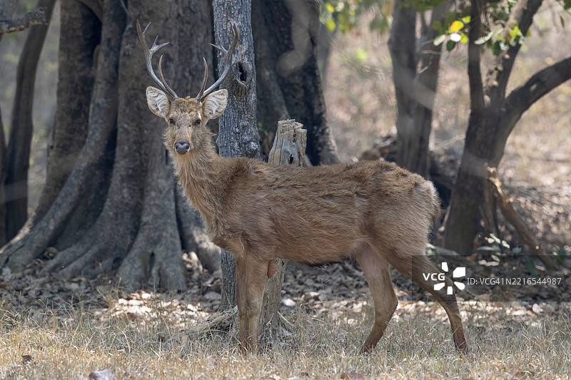 印度中央邦贾巴尔普尔的卡纳国家公园，虎保护区中的印度梅花鹿（Cervus unicolor），与其他鹿类如狍子、马鹿和高贵的鹿进行眼神交流。图片素材