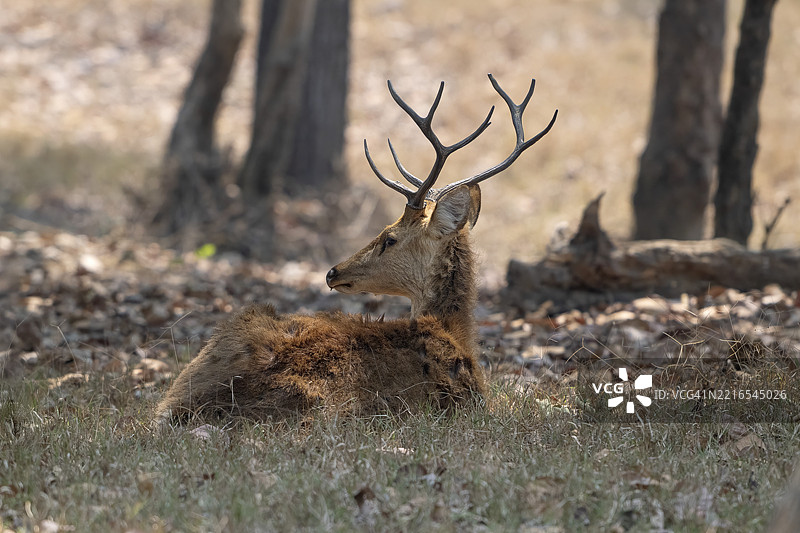 印度中央邦贾巴尔普尔卡纳国家公园老虎保护区的水鹿（Cervus unicolor）、狍子、马鹿和高贵鹿在阴凉处休息。图片素材