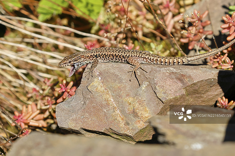 欧洲墙蜥(Podarcis muralis)在葡萄园中捕猎昆虫,肖像,爬行动物,动物,蜥蜴,科赫姆,摩泽尔,莱茵兰-普法尔茨,德国,欧洲图片素材