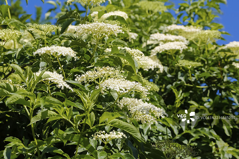 接骨木，开花，白色花朵，灌木，落叶，耐寒，花园，德国，欧洲图片素材