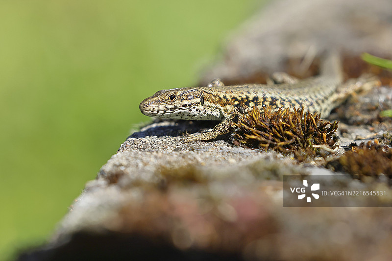欧洲墙蜥(Podarcis muralis),在葡萄园中的肖像,爬行动物,动物,蜥蜴,科赫姆,摩泽尔,莱茵兰-普法尔茨,德国,欧洲图片素材