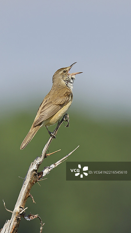 大芦苇莺(Acrocephalus arundinaceus),张嘴鸣唱,坐在树枝上,歌唱站,栖息在自然栖息地,候鸟,歌唱鸟类,奥地利布尔根兰州的诺伊西德尔湖,欧洲图片素材