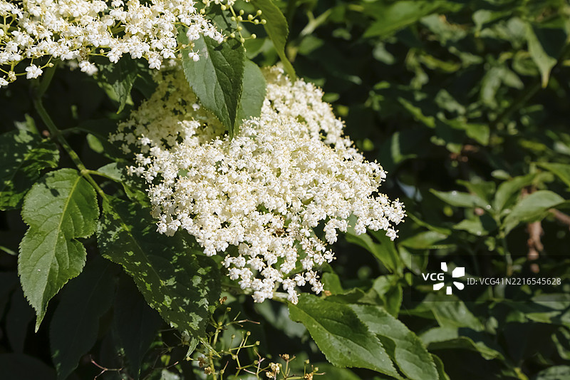 接骨木，开花，白色花朵，灌木，落叶，耐寒，花园，德国，欧洲图片素材