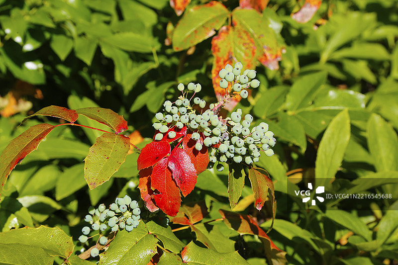 冬青（Ilex），冬青灌木，常绿灌木，带有浆果，耐寒，红绿叶，花园，德国，欧洲图片素材