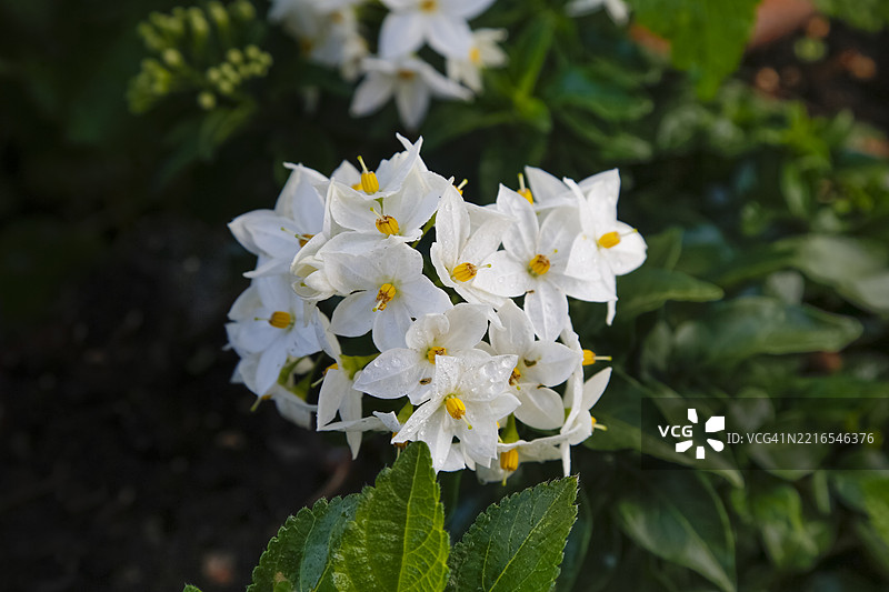 夏季茉莉(Solanum jasminoides),茉莉,白色土豆灌木,茉莉夜shade,假茉莉,夜shade,白色,星形花朵带有黄色雌蕊,攀爬植物,容器植物,阳台植物,花园,德国,欧洲图片素材