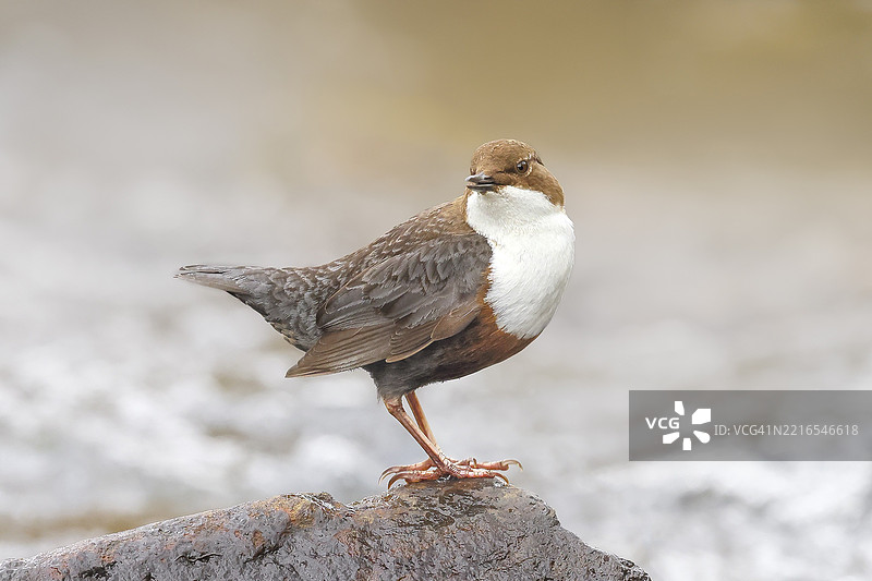 白喉水鸲（Cinclus cinclus）站在河岸的苔藓石上，嘴里叼着石蝇幼虫，野生动物，自然摄影，鸣禽，西格兰，北莱茵-威斯特法伦，德国，欧洲图片素材