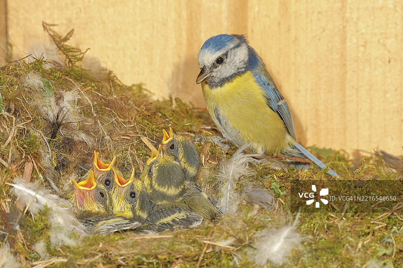 蓝山雀(Parus caeruleus)在鸟巢里喂养幼鸟,野生动物,自然摄影,动物,鸟类,鸣禽,西格兰,北莱茵-威斯特法伦,德国,欧洲图片素材