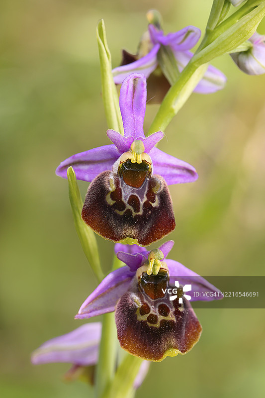 大黄蜂菊(Ophrys holoserica)花,野生兰花,特写,兰花,兰花植物,菊,自然摄影,科佩尔施泰因自然保护区,兰施泰因,莱茵兰-普法尔茨,德国,欧洲图片素材