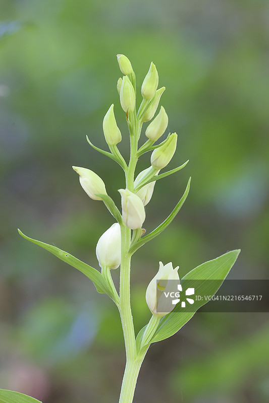 白色黑根兰，苍白黑根兰，Cephalanthera damasonium，兰科，兰花，兰科，天门冬目，植物，自然摄影，科佩尔施泰因自然保护区，兰施泰因，莱茵兰-普法尔茨，德国，欧洲图片素材