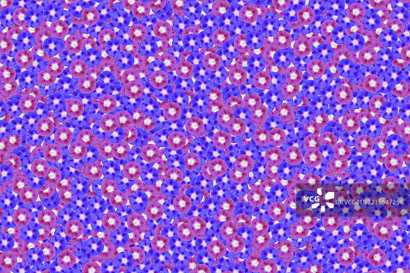 紫藤朝颜（Ipomoea nil），背景中有许多紫色花朵，花海般的地毯。图片素材