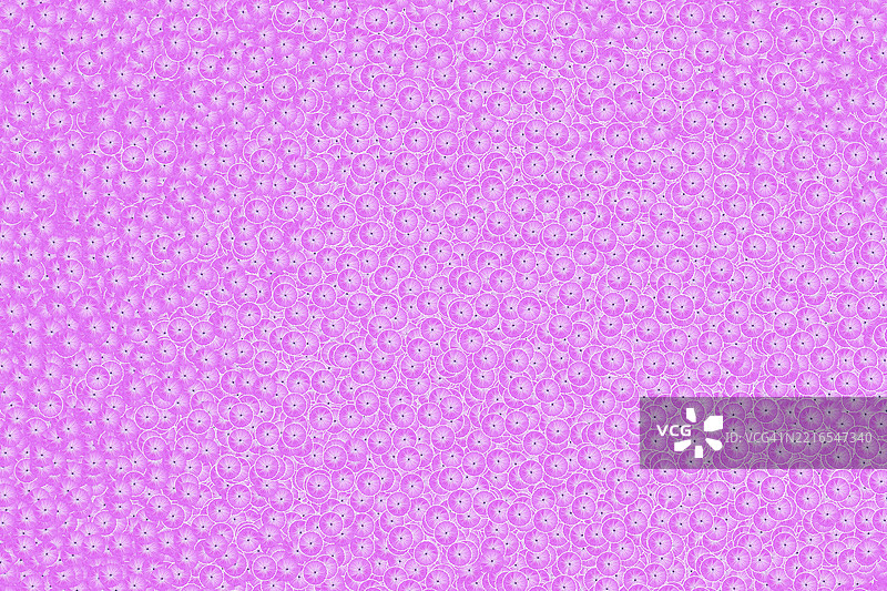 一朵锦葵科（Malvaceae）植物的花或花头，作为粉色背景的图案图片素材