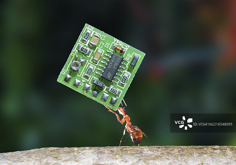红木蚁（Formica Rufa）携带电路板、微芯片或处理器的特写镜头图片素材